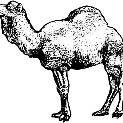 CAMEL001 Thumbnail